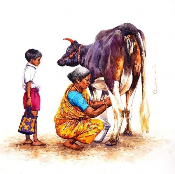 L'Inde en dessins 15 Traite de la vache