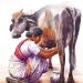 L'Inde en dessins 11 Traite de la vache