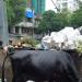 Are cows that sacred that they only have garbage to eat?